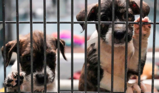 Stichting Lucky Dogs Rescue